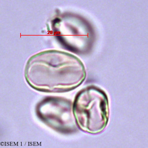 Lotus conimbricensis - lame n° 28886